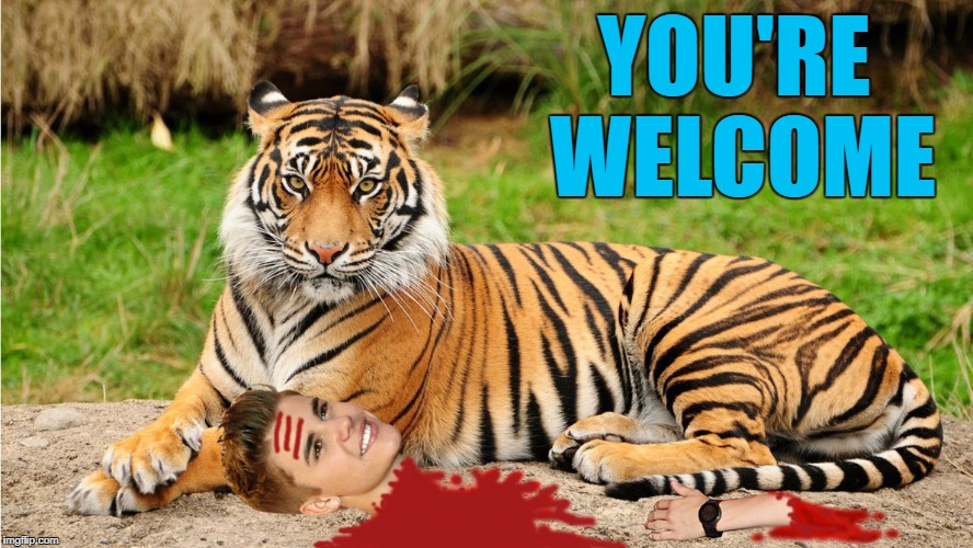 This needs to happen...I'll even buy his ticket to Africa!!! Tiger Week July 24 - 31...A TigerLegend1046 Event | YOU'RE WELCOME | image tagged in tiger eating justin bieber,memes,tiger week,funny,tiger,animals | made w/ Imgflip meme maker