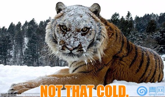 NOT THAT COLD. | made w/ Imgflip meme maker