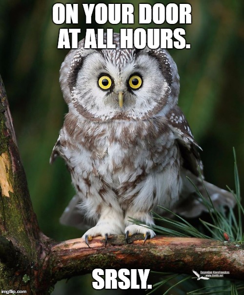 Owl | ON YOUR DOOR AT ALL HOURS. SRSLY. | image tagged in owl | made w/ Imgflip meme maker