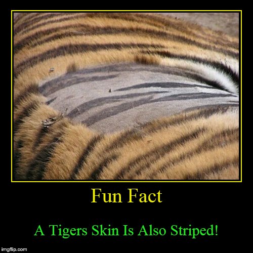 Tiger Week July 24 - 31... A TigerLegend1046 Event | image tagged in funny,demotivationals,tiger week,stripes,fun fact,tigers | made w/ Imgflip demotivational maker