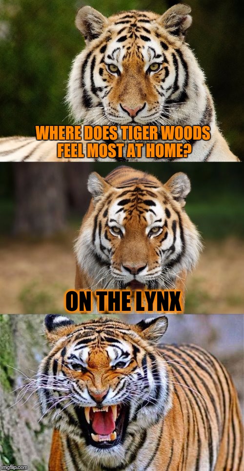 Big Cat Pun; Tiger Week, July 24-31, a TigerLegend1046 Event | WHERE DOES TIGER WOODS FEEL MOST AT HOME? ON THE LYNX | image tagged in tiger puns,tiger woods,tiger week,tigers,memes | made w/ Imgflip meme maker