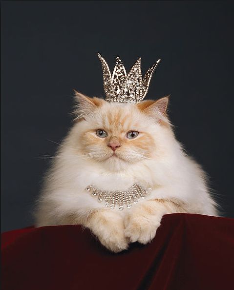 Princess Cat Blank Meme Template