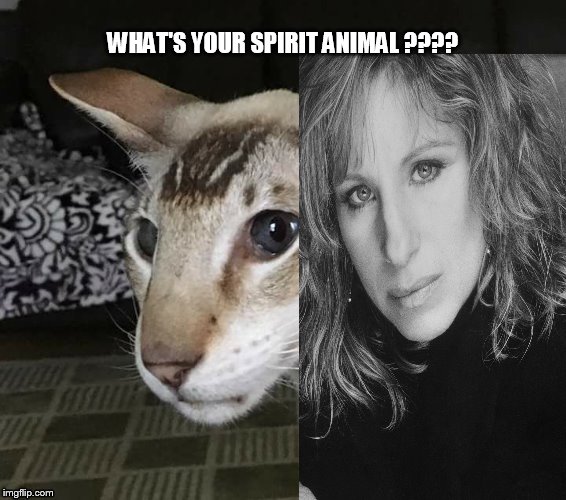 WHAT'S YOUR SPIRIT ANIMAL ???? | image tagged in spirit animal | made w/ Imgflip meme maker