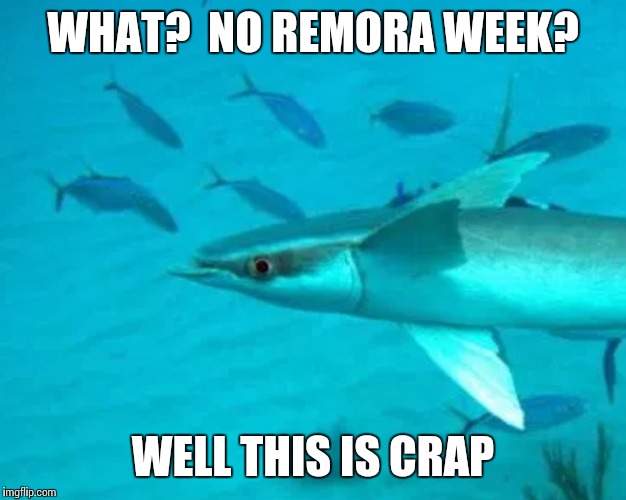 Depressed Remora -- Shark Week, Jul. 24-31, a Raydog/Discovery Event | WHAT?  NO REMORA WEEK? WELL THIS IS CRAP | image tagged in shark week,memes,sea life,water,blue | made w/ Imgflip meme maker