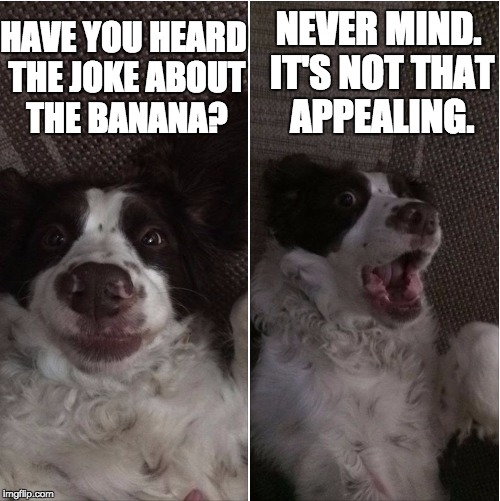 NEVER MIND. IT'S NOT THAT APPEALING. HAVE YOU HEARD THE JOKE ABOUT THE BANANA? | image tagged in seamus joke | made w/ Imgflip meme maker