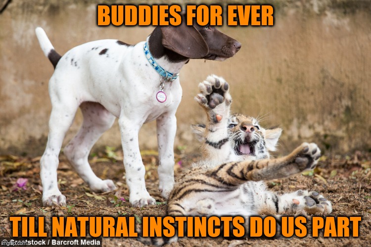 BUDDIES FOR EVER TILL NATURAL INSTINCTS DO US PART | made w/ Imgflip meme maker