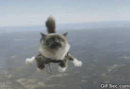 grumpy cat skydiving Blank Meme Template