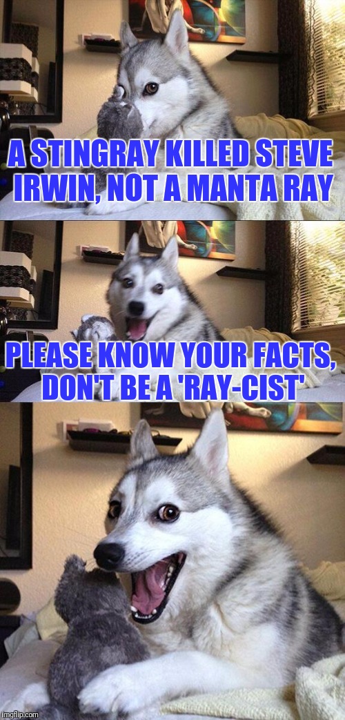 Bad Pun Dog Meme | A STINGRAY KILLED STEVE IRWIN, NOT A MANTA RAY; PLEASE KNOW YOUR FACTS, DON'T BE A 'RAY-CIST' | image tagged in memes,bad pun dog | made w/ Imgflip meme maker