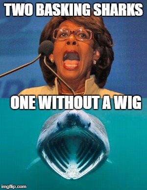 my contribution for shark week  | TWO BASKING SHARKS; ONE WITHOUT A WIG | image tagged in shark week | made w/ Imgflip meme maker