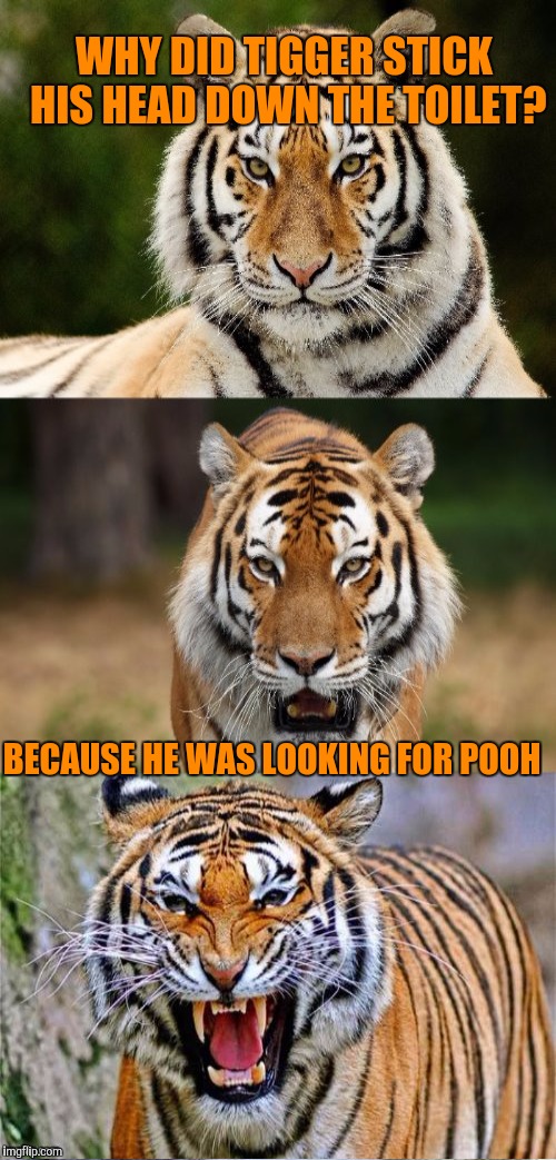 Tigger makes an appearance in Tiger Week, a TigerLegend1046 event | WHY DID TIGGER STICK HIS HEAD DOWN THE TOILET? BECAUSE HE WAS LOOKING FOR POOH | image tagged in tiger week,tigerlegend1046,tigger,tiger,bad pun tiger,pooh | made w/ Imgflip meme maker