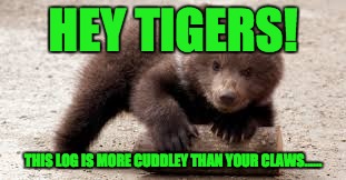 HEY TIGERS! THIS LOG IS MORE CUDDLEY THAN YOUR CLAWS...... | made w/ Imgflip meme maker