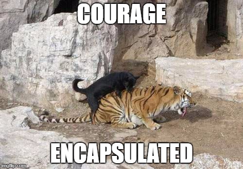 Courage | COURAGE; ENCAPSULATED | image tagged in tiger week | made w/ Imgflip meme maker