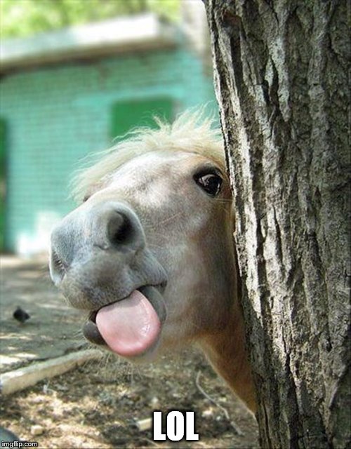 funny-horse | LOL | image tagged in meme,funny,funny horse,funny animals,memes | made w/ Imgflip meme maker