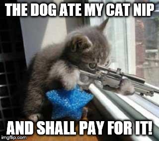 CatSniper | THE DOG ATE MY CAT NIP; AND SHALL PAY FOR IT! | image tagged in catsniper | made w/ Imgflip meme maker