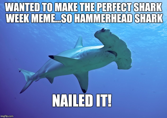 Totally nailed it!  lol  | WANTED TO MAKE THE PERFECT SHARK WEEK MEME...SO HAMMERHEAD SHARK; NAILED IT! | image tagged in jbmemegeek,shark week,hammerhead shark,shark,puns | made w/ Imgflip meme maker