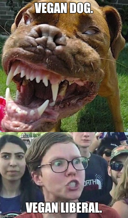 Vegans | VEGAN DOG. VEGAN LIBERAL. | image tagged in vegan,liberal,funny,angry feminist,triggered liberal,dog | made w/ Imgflip meme maker
