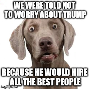 dumbstruck-dog | WE WERE TOLD NOT TO WORRY ABOUT TRUMP; BECAUSE HE WOULD HIRE ALL THE BEST PEOPLE | image tagged in dumbstruck-dog | made w/ Imgflip meme maker