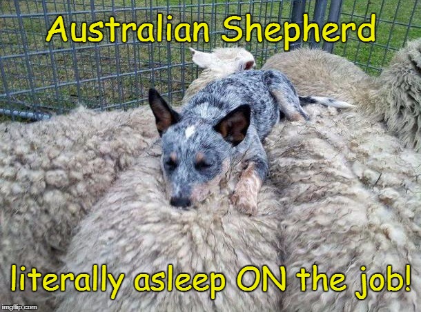 Sleeping on the Job | Australian Shepherd; literally asleep ON the job! | image tagged in funny memes,funny dog memes | made w/ Imgflip meme maker