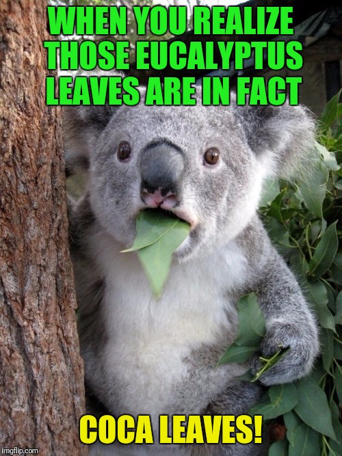 Surprised Koala |  WHEN YOU REALIZE THOSE EUCALYPTUS LEAVES ARE IN FACT; COCA LEAVES! | image tagged in memes,surprised coala | made w/ Imgflip meme maker