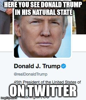 Donald Trump in Twitter | HERE YOU SEE DONALD TRUMP IN HIS NATURAL STATE; ON TWITTER | image tagged in donald trump in twitter | made w/ Imgflip meme maker