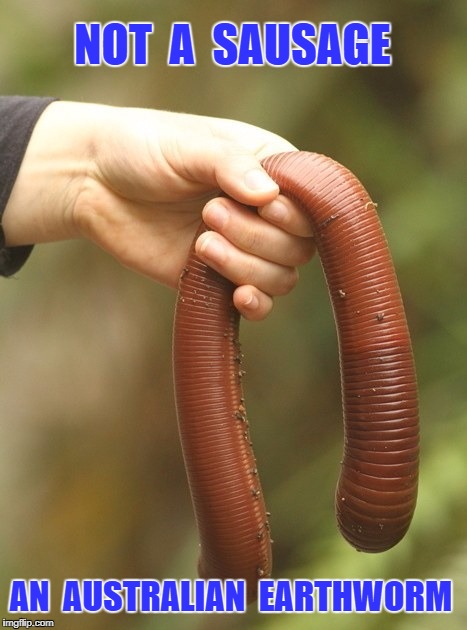 Australian Creatures are HUGE! | NOT  A  SAUSAGE; AN  AUSTRALIAN  EARTHWORM | image tagged in worms | made w/ Imgflip meme maker