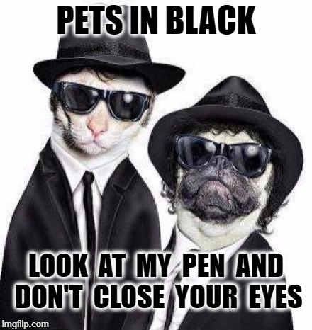Blues Brothers Animals | PETS IN BLACK; LOOK  AT  MY  PEN  AND DON'T  CLOSE  YOUR  EYES | image tagged in blues brothers animals | made w/ Imgflip meme maker