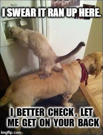 Smart animals | I SWEAR IT RAN UP HERE. I  BETTER  CHECK ,  LET  ME  GET  ON  YOUR  BACK | image tagged in smart animals | made w/ Imgflip meme maker
