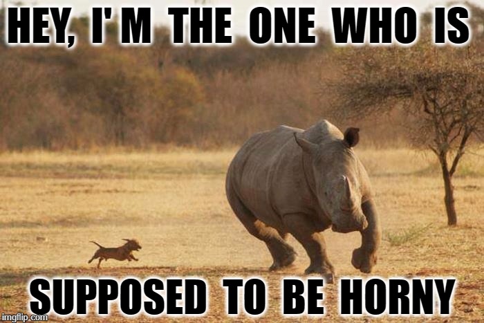 animals | HEY,  I' M  THE  ONE  WHO  IS; SUPPOSED  TO  BE  HORNY | image tagged in animals | made w/ Imgflip meme maker
