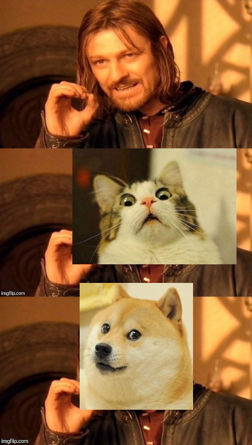 Species fluidity?/You cat handle/the woof. | image tagged in funny,one does not simply,scared cat,memes,doge,politics | made w/ Imgflip meme maker