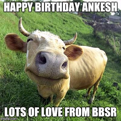 Cow | HAPPY BIRTHDAY ANKESH; LOTS OF LOVE FROM BBSR | image tagged in cow | made w/ Imgflip meme maker