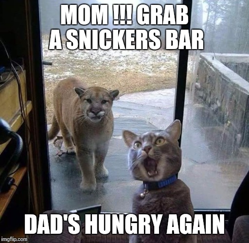 You're mean when you're hungry | MOM !!! GRAB A SNICKERS BAR; DAD'S HUNGRY AGAIN | image tagged in funny memes,memes,cats,eat a snickers | made w/ Imgflip meme maker