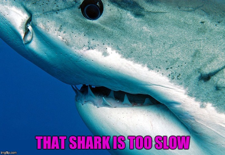 THAT SHARK IS TOO SLOW | made w/ Imgflip meme maker