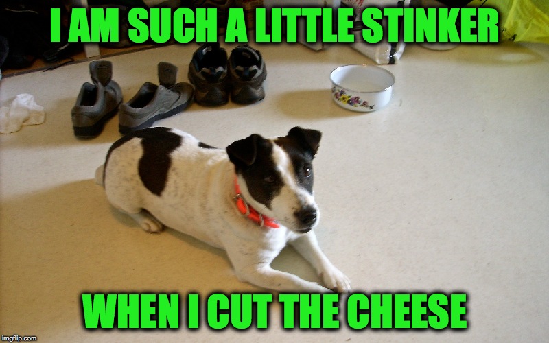 The Most Honest Doggo In The World | I AM SUCH A LITTLE STINKER; WHEN I CUT THE CHEESE | image tagged in li'l stinker | made w/ Imgflip meme maker