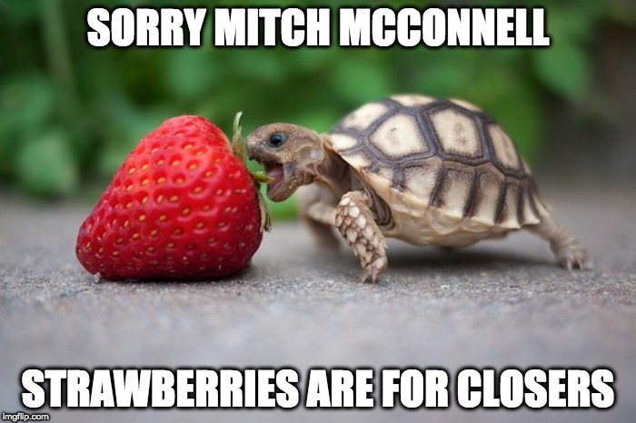 SORRY MITCH MCCONNELL; STRAWBERRIES ARE FOR CLOSERS | image tagged in mitch the turtle | made w/ Imgflip meme maker