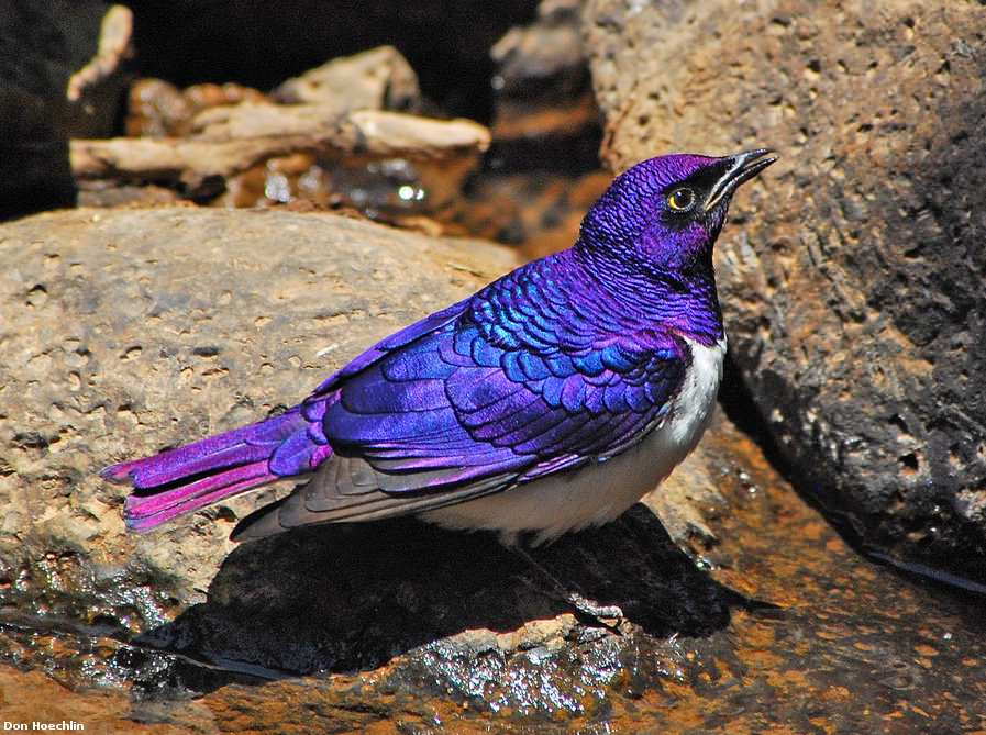 High Quality Amethyst Starling Blank Meme Template