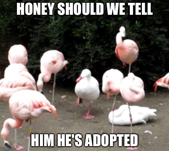 He's adopted | HONEY SHOULD WE TELL; HIM HE'S ADOPTED | image tagged in memes,meme,funny,duck,haha | made w/ Imgflip meme maker