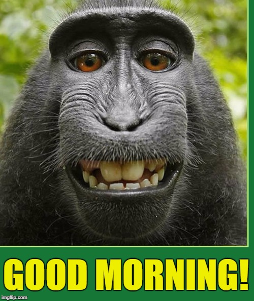 Life Begins Again Each Morn at Daybreak | GOOD MORNING! | image tagged in vince vance,good morning,another day another dollar,today is the first day,of the rest of your life,monkey selfie | made w/ Imgflip meme maker