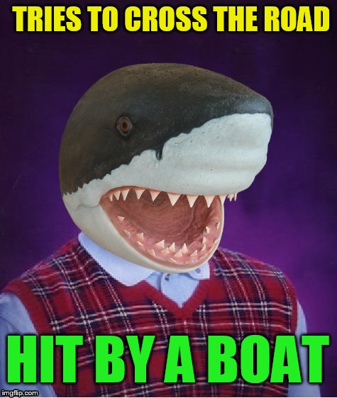 Bad Luck Shark | TRIES TO CROSS THE ROAD HIT BY A BOAT | image tagged in bad luck shark | made w/ Imgflip meme maker