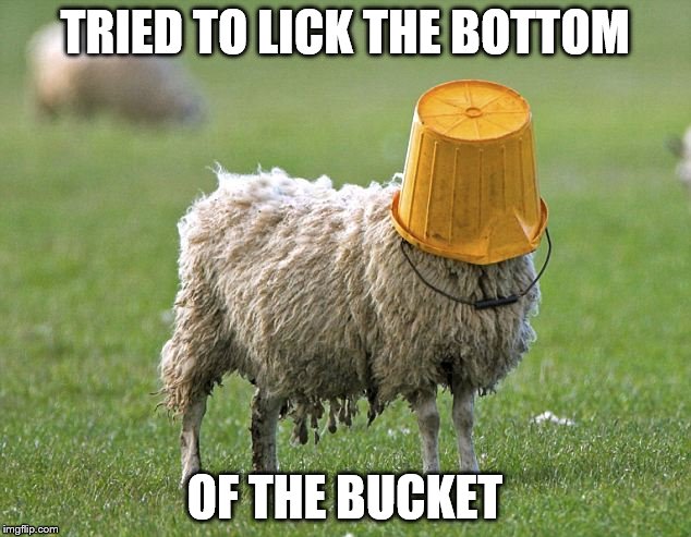 stupid sheep | TRIED TO LICK THE BOTTOM; OF THE BUCKET | image tagged in stupid sheep | made w/ Imgflip meme maker