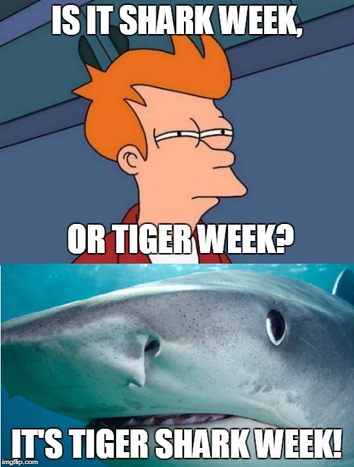 I can really tell the difference  | IS IT SHARK WEEK, OR TIGER WEEK? IT'S TIGER SHARK WEEK! | image tagged in futurama fry,shark week,tiger week,tiger shark week | made w/ Imgflip meme maker