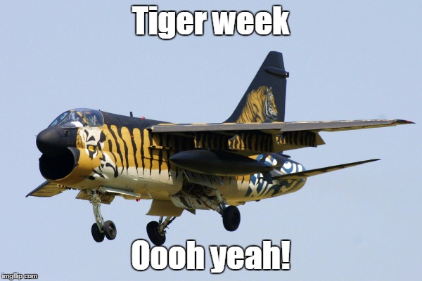 Tiger week; Oooh yeah! | image tagged in tiger week | made w/ Imgflip meme maker