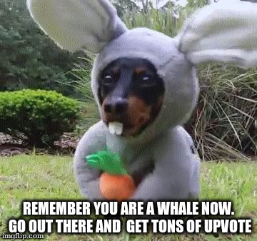 REMEMBER YOU ARE A WHALE NOW. GO OUT THERE AND  GET TONS OF UPVOTE | made w/ Imgflip meme maker