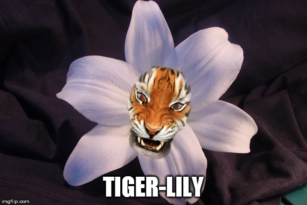 Loving these events.
Tiger Week July 24 - 31...A TigerLegend1046 Event |  TIGER-LILY | image tagged in memes,tiger week,tigerlegend1046 | made w/ Imgflip meme maker