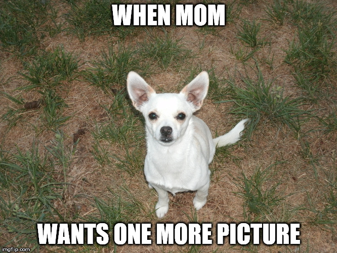 handsome puppy | WHEN MOM; WANTS ONE MORE PICTURE | image tagged in memes | made w/ Imgflip meme maker