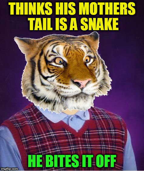 THINKS HIS MOTHERS TAIL IS A SNAKE HE BITES IT OFF | image tagged in bad luck tiger | made w/ Imgflip meme maker