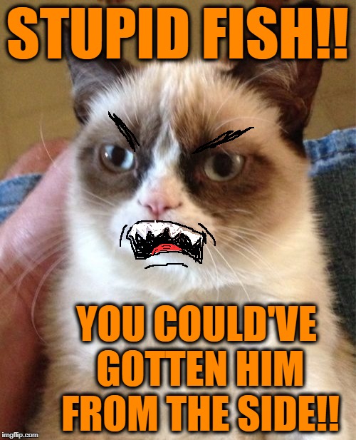 Grumpy Cat Meme | STUPID FISH!! YOU COULD'VE GOTTEN HIM FROM THE SIDE!! | image tagged in memes,grumpy cat | made w/ Imgflip meme maker