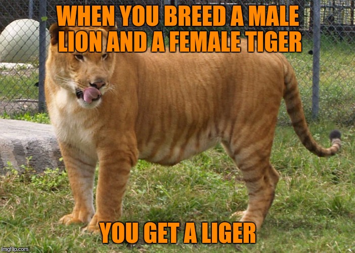 WHEN YOU BREED A MALE LION AND A FEMALE TIGER YOU GET A LIGER | made w/ Imgflip meme maker