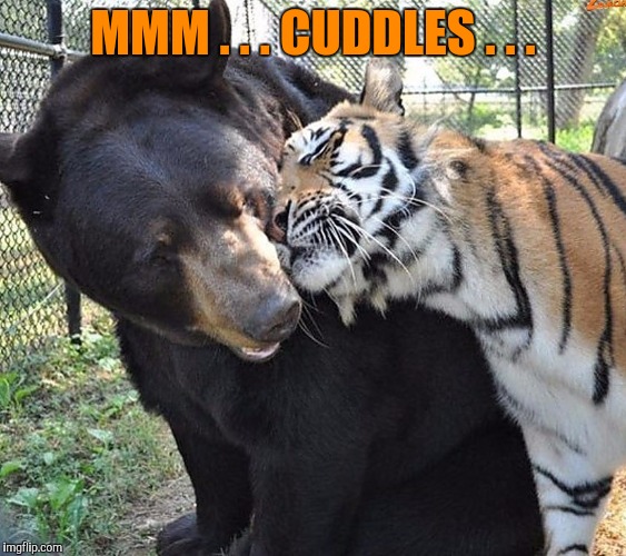 MMM . . . CUDDLES . . . | made w/ Imgflip meme maker