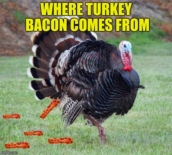 WHERE TURKEY BACON COMES FROM | made w/ Imgflip meme maker