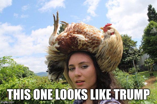 It's all politics! | THIS ONE LOOKS LIKE TRUMP | image tagged in memes,funny,chicken,trump,politics | made w/ Imgflip meme maker